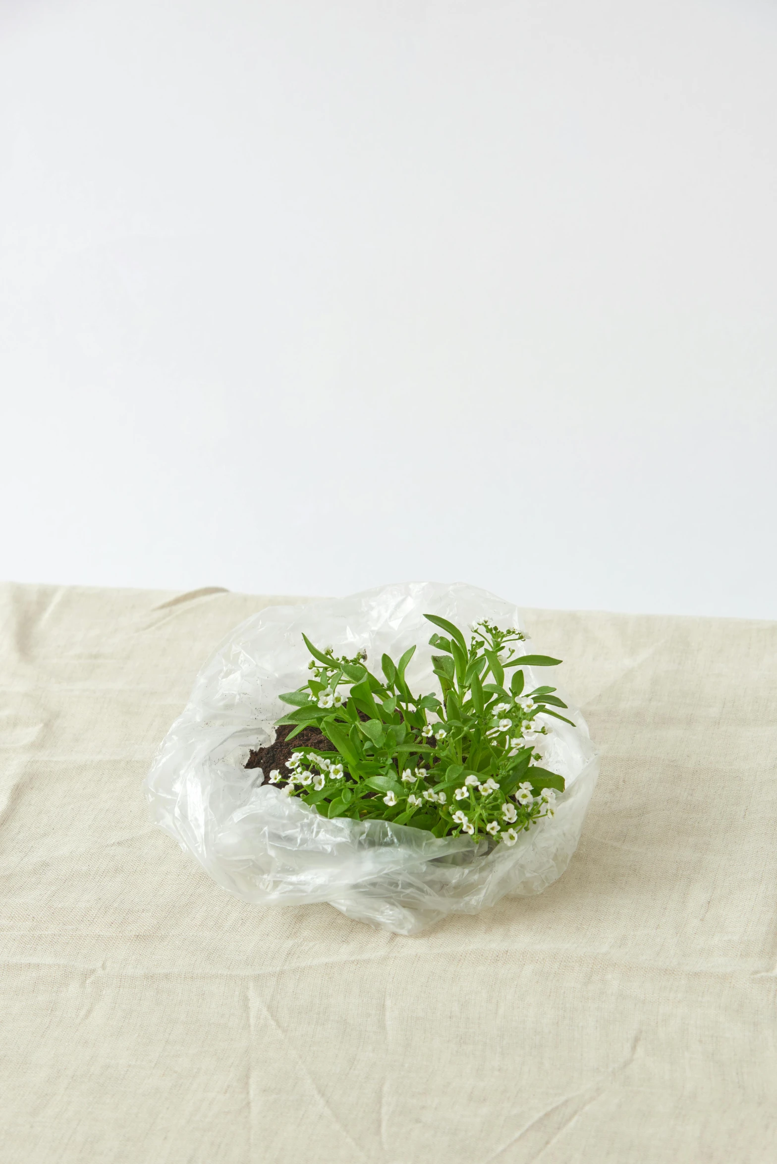green plant in plastic bag sitting on top of cloth