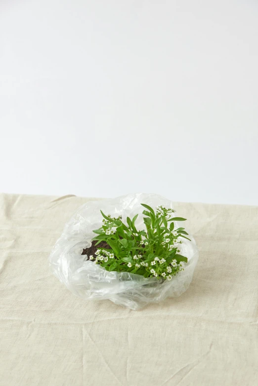 green plant in plastic bag sitting on top of cloth