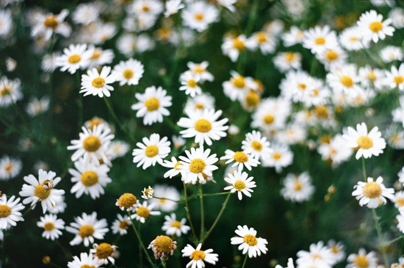 this is a bouquet of daisies with yellow center