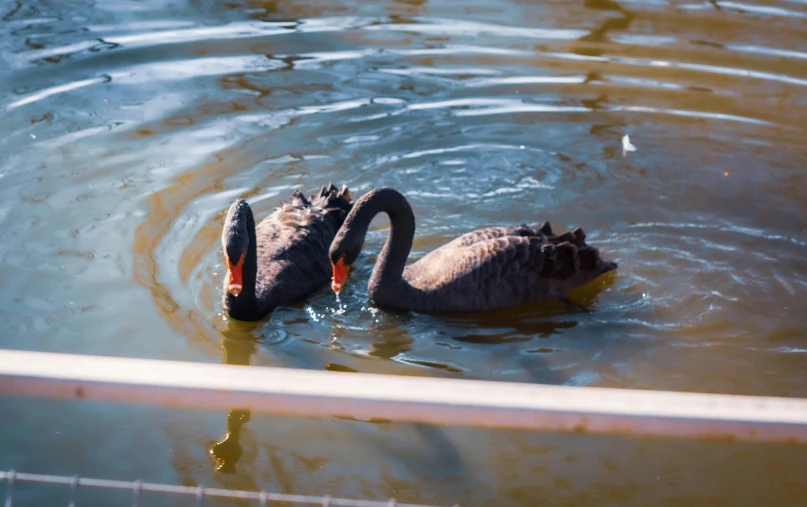 two black swans in a body of water