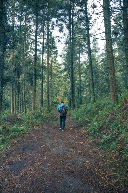 a person is walking down a trail in the woods