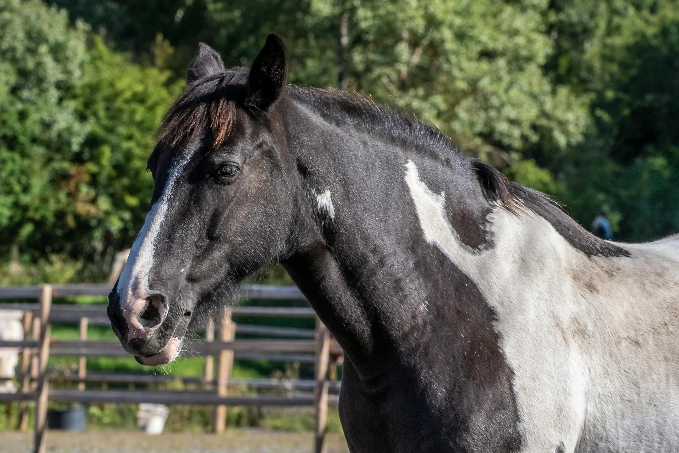 a large horse standing next to a wooden fence