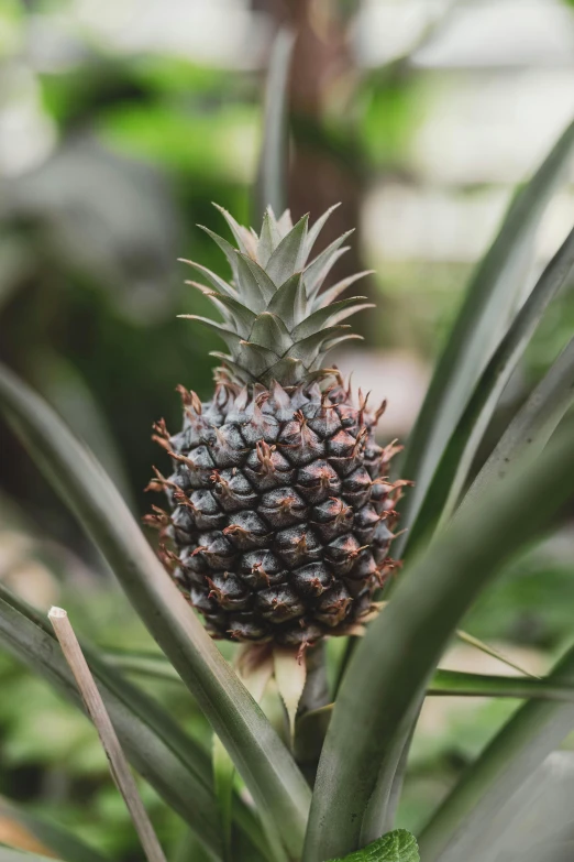 pineapples on a green plant in the middle of the day