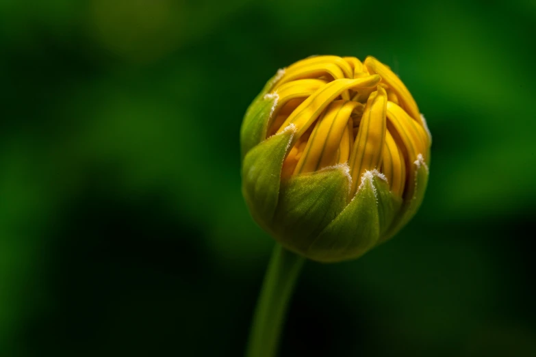 a very nice looking yellow flower with some water on it