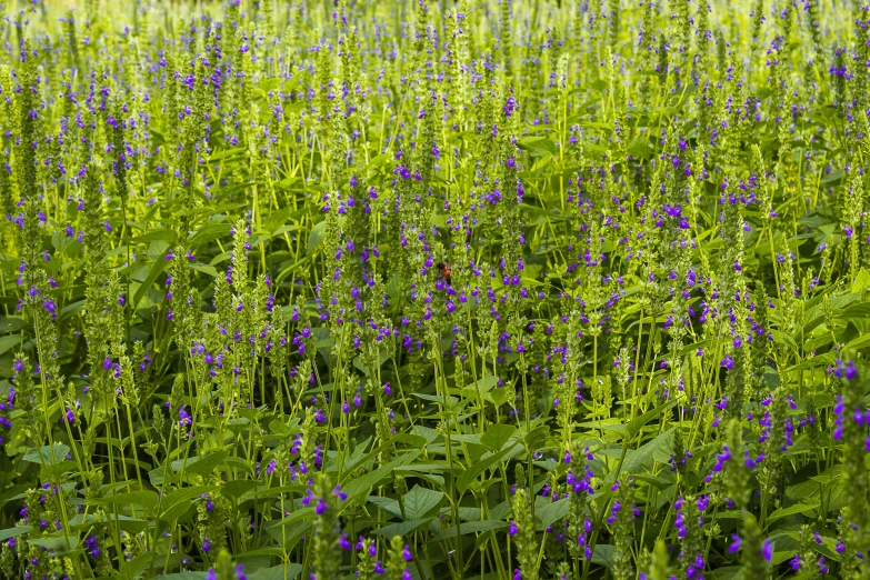 some purple flowers are growing among the green