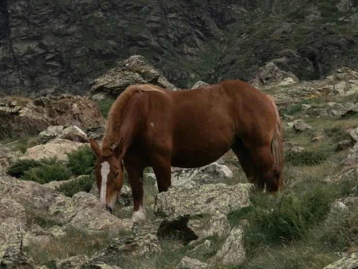 an animal standing on the rocks and grass