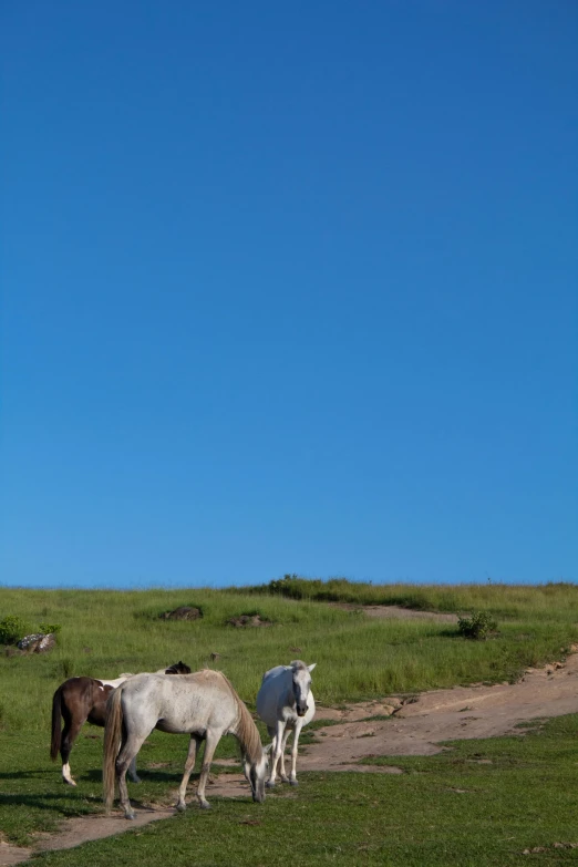 two horses grazing in a green field with the sky in the background