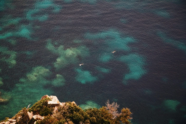 the clear water of the ocean is filled with green algae