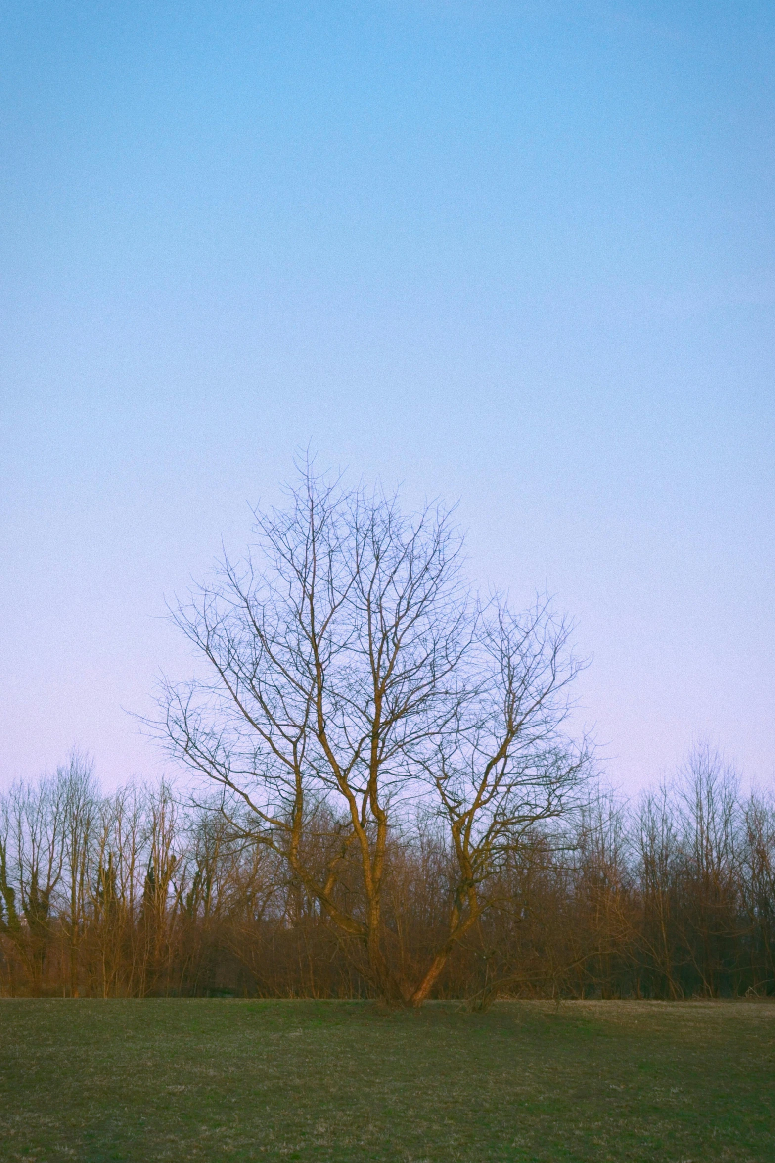 an image of a field that has trees and grass