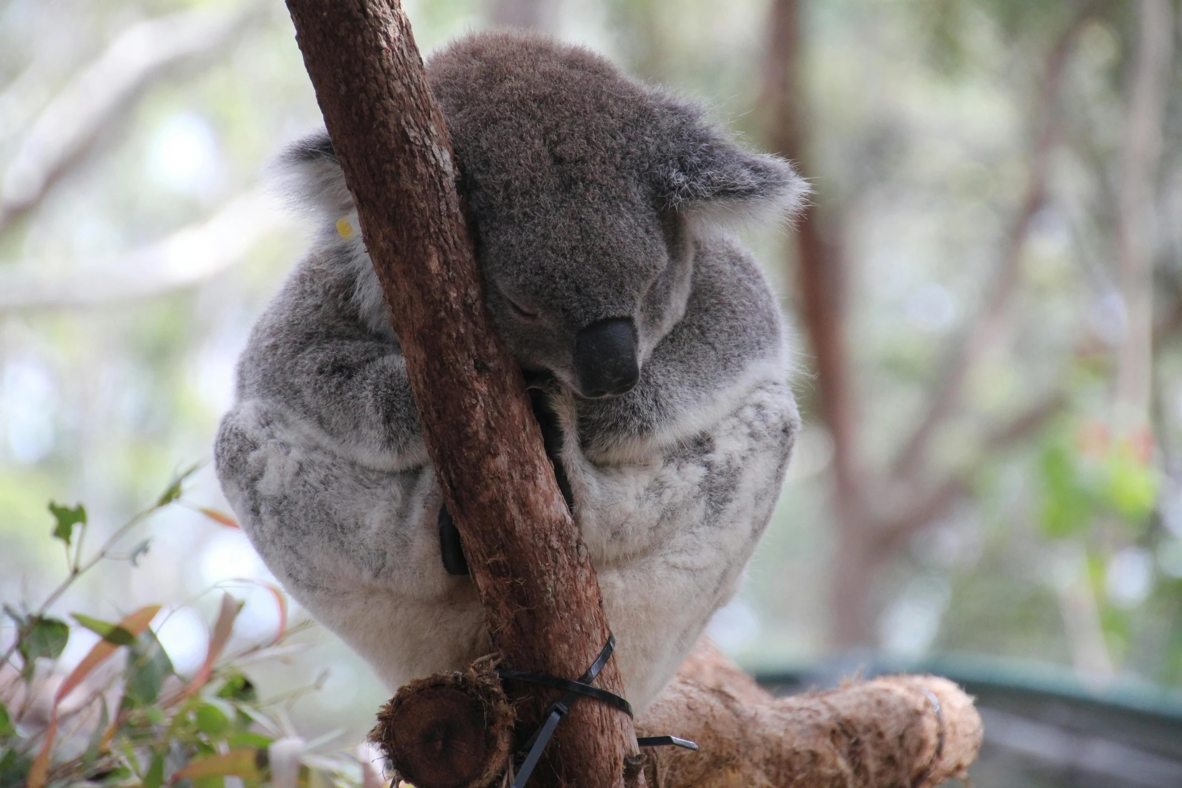 a large koala is sitting in a tree