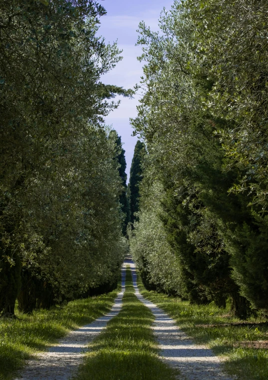 a road lined with trees in the middle of a forest