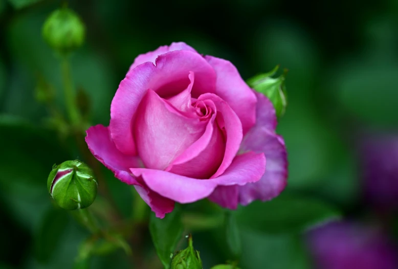 the pink rose is blooming in the garden