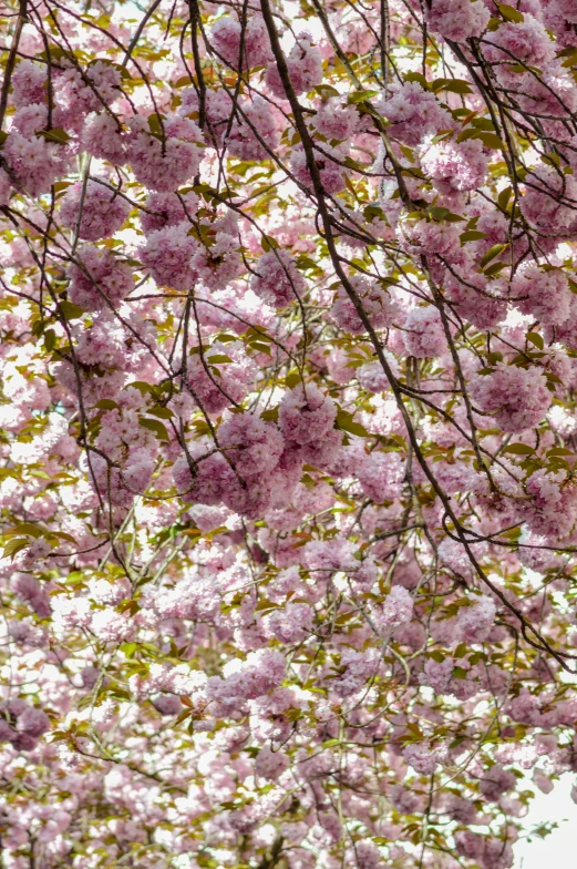 a bunch of blossomy flowers in the sky