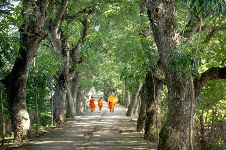 several people walking in the shade of trees