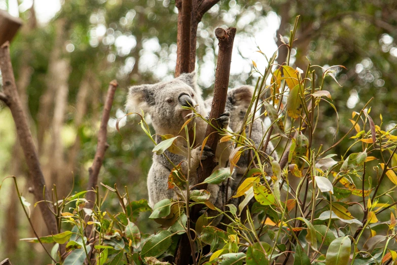 two koalas sitting in the tree's nches near the leaves