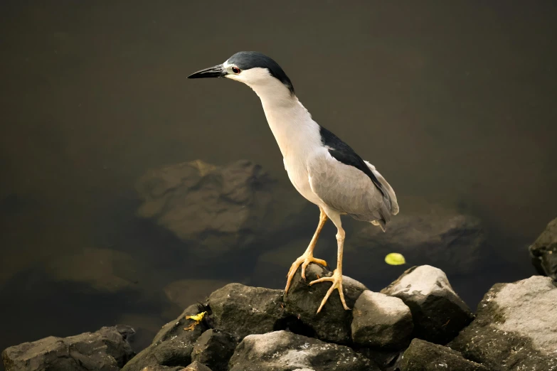 a white bird stands on rocks as a tennis ball floats in the water