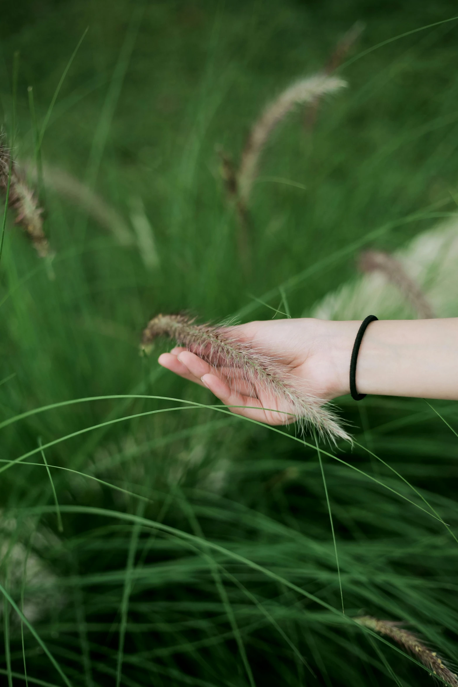 a hand reaching for the feather of a tall grass plant