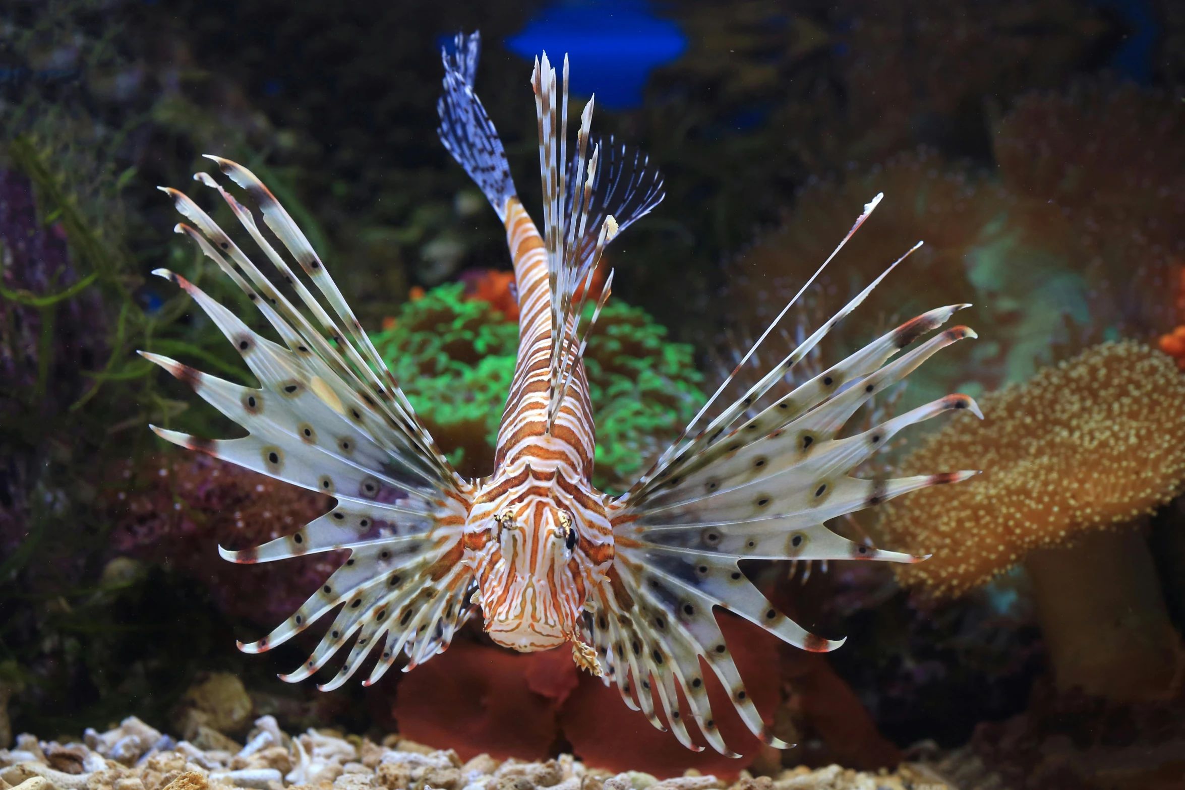 a white and orange fish in its aquarium