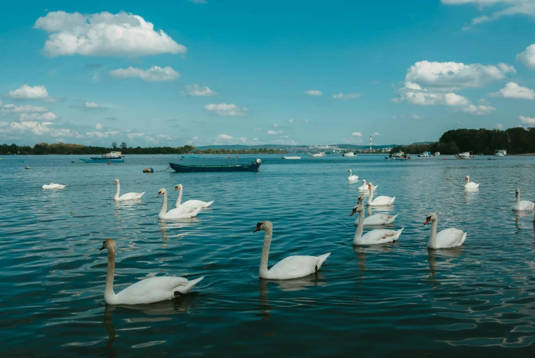 swans swim in the water near a ship in the background