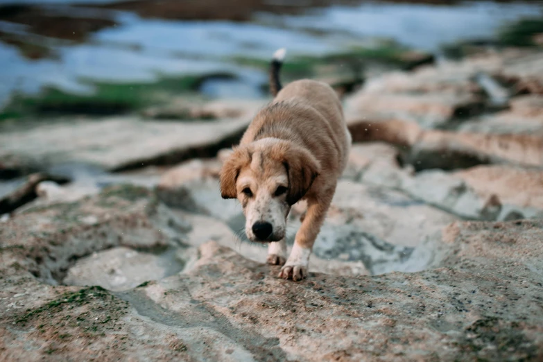 a large brown dog walking across a stone covered field