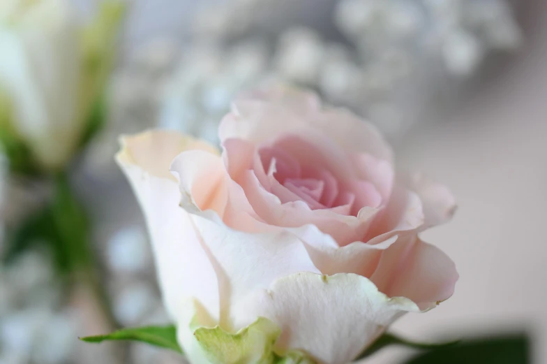 two pink flowers with white flowers in the background