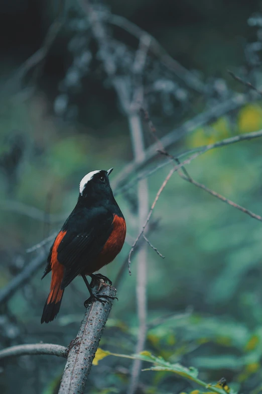 a black and red bird sitting on a tree nch