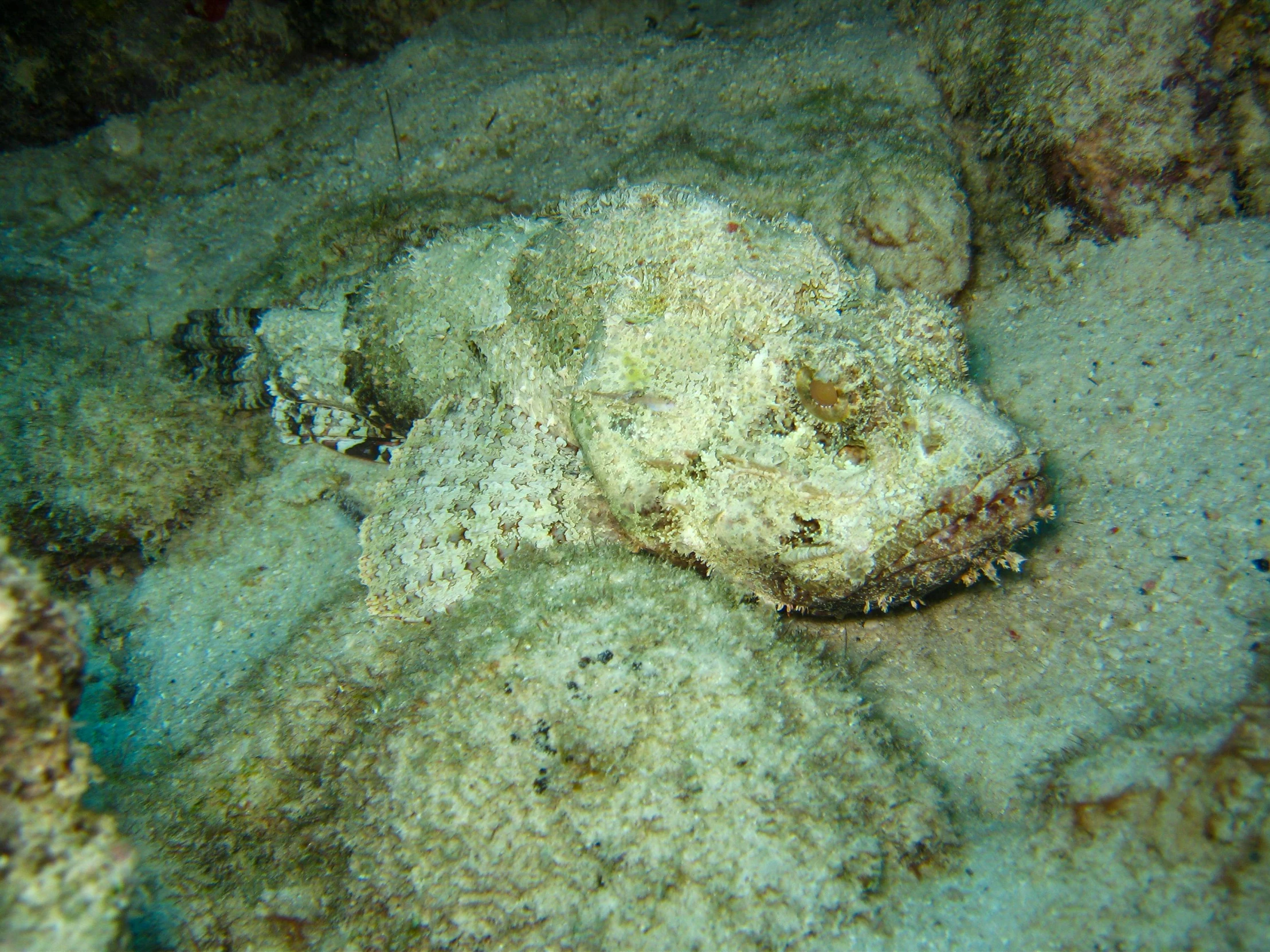 an underwater po of a sea urchin