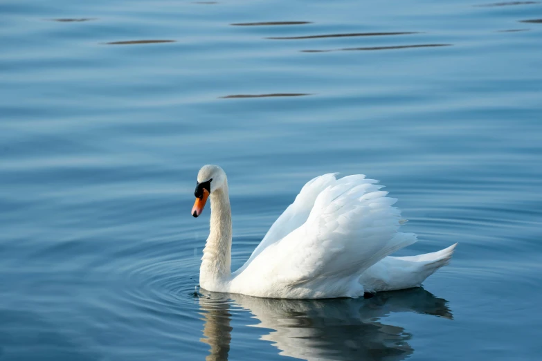 the large swan is swimming alone through the water
