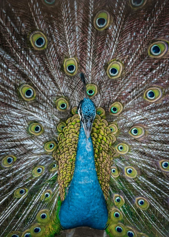 a colorful peacock displays his tail feathers