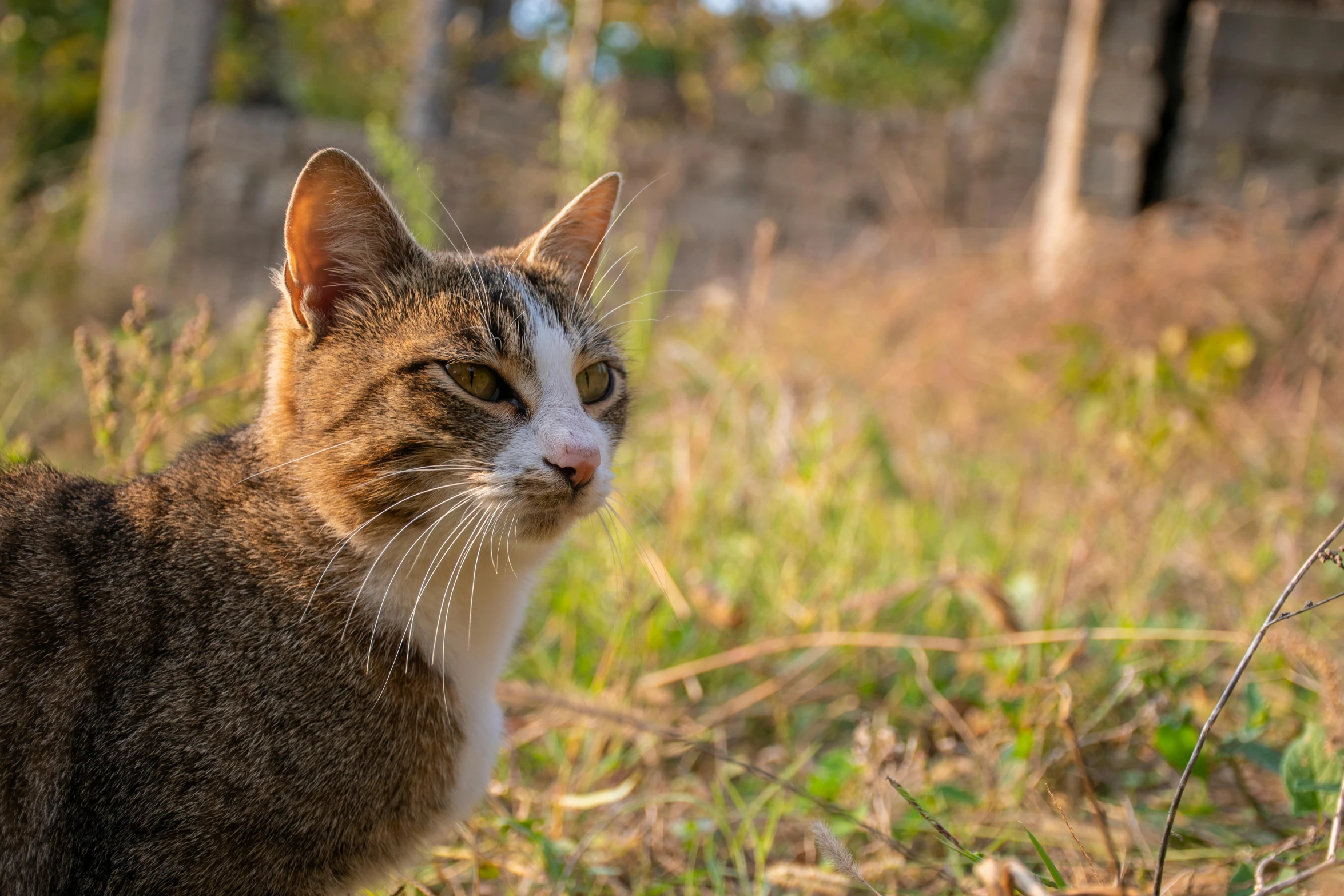 the cat is sitting in the grass outside