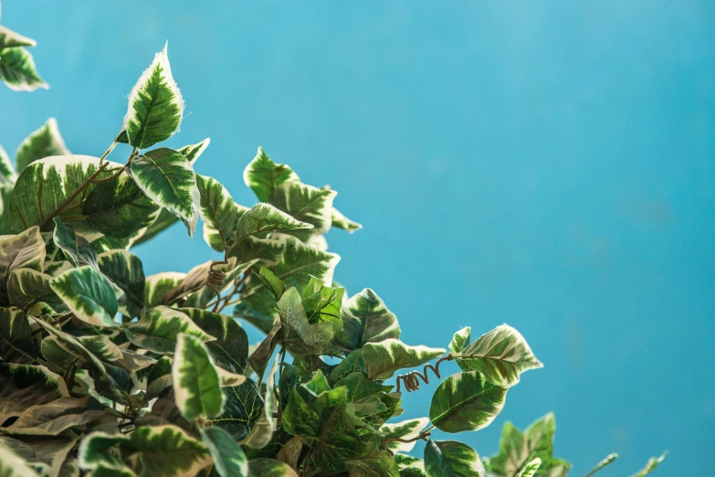 green leaves in front of a blue sky