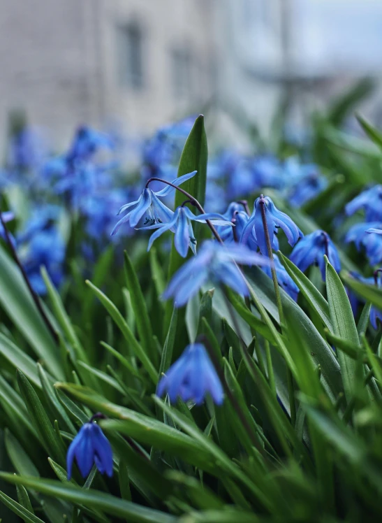 blue flowers with green stems are blooming in the foreground