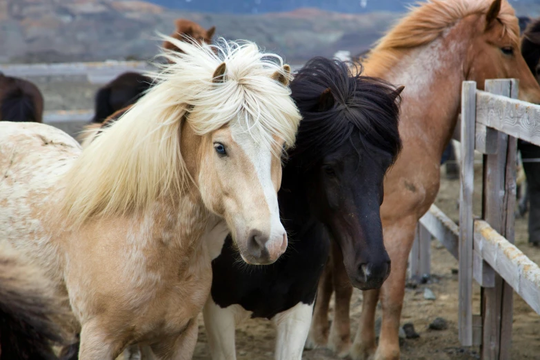 a herd of horses standing next to each other