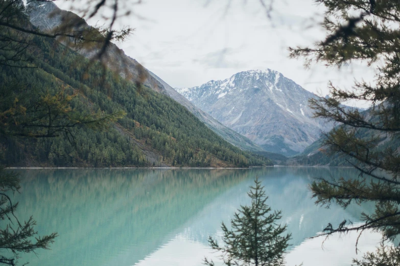 trees stand near the water near the mountains