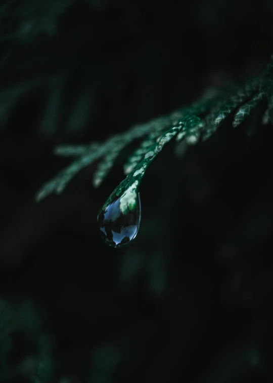 a water drop on a pine nch as it reflects off a mirror image