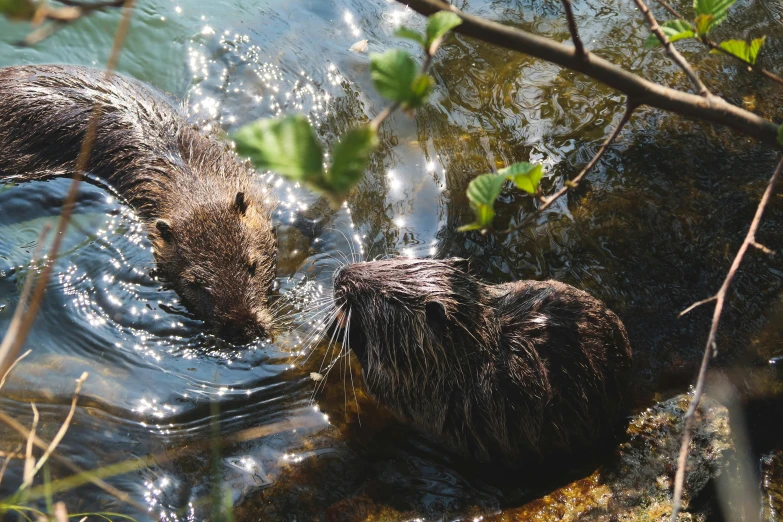 two water buffalos swimming in a body of water