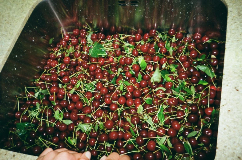 a person is picking cherries from a metal container