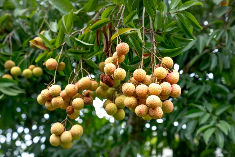 a group of fruit hanging from a tree