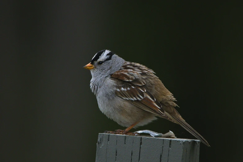 there is a small bird sitting on top of the fence post