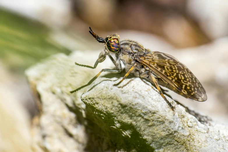 a close up of a bug on a rock