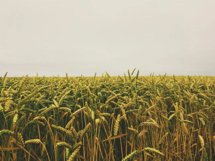 wheat fields full of ripening green plants