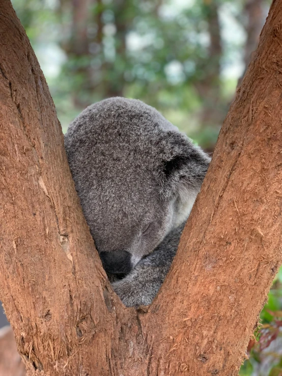 a koala bear sitting in a tree with his head under it's trunk