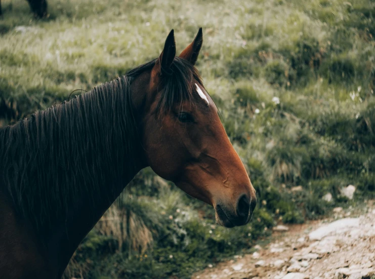 the large horse is outside walking on the path