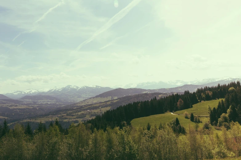 a forested hill with tall trees and snow capped mountains in the background