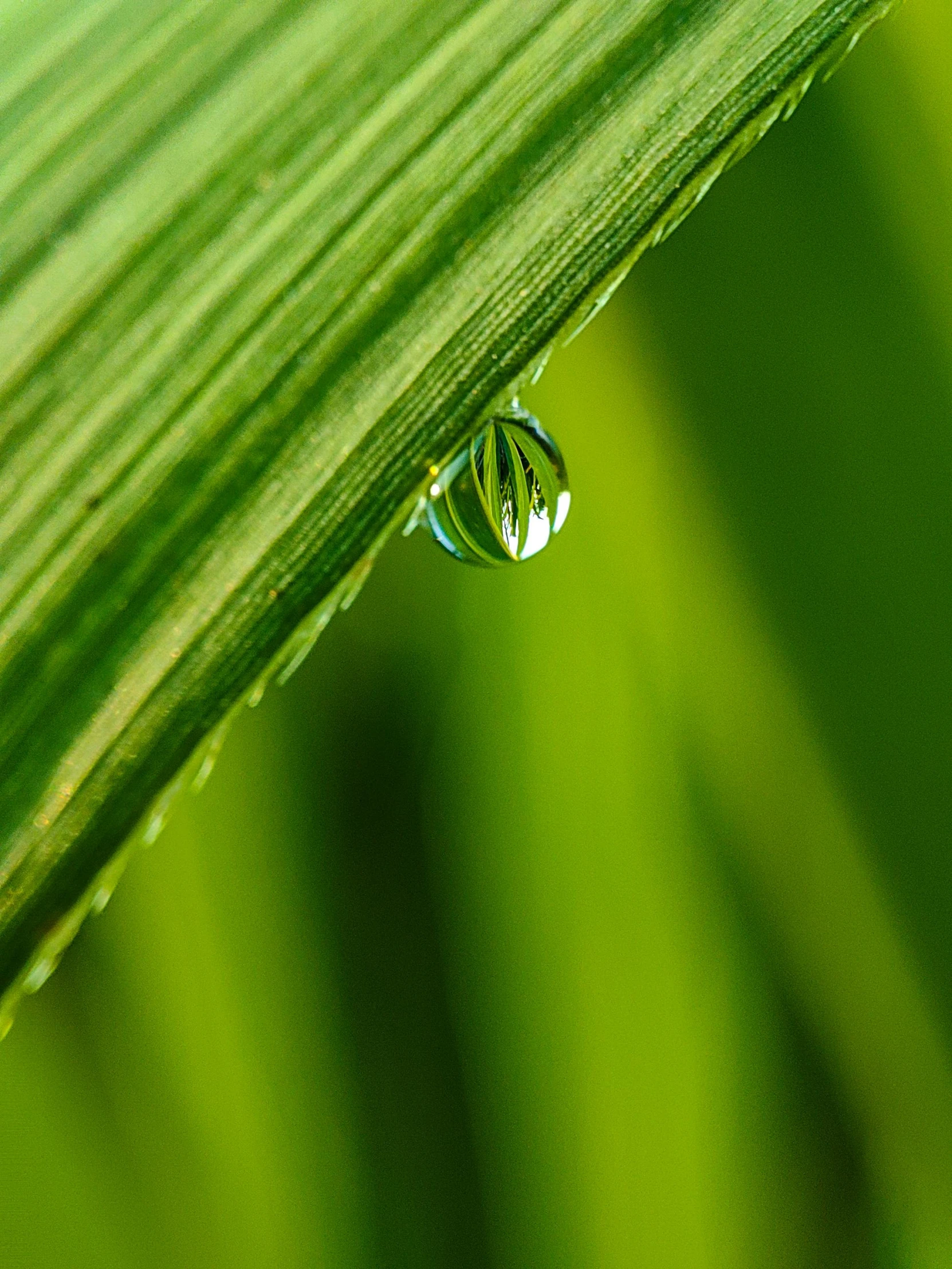 the reflection of water on a green leaf is captured