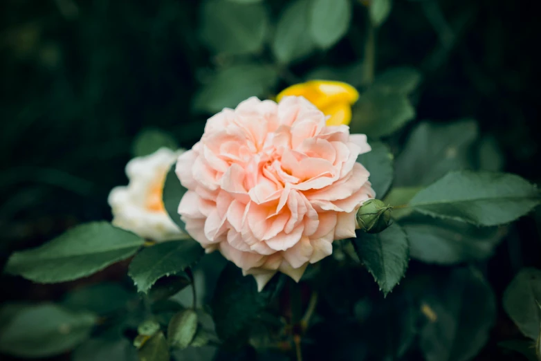 a pretty pink flower sits on a plant