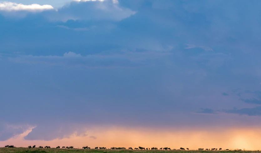 animals walking in a grassy field with storm clouds