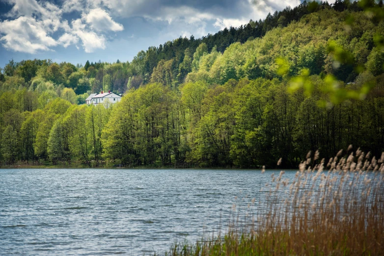 a small river in front of a green forest