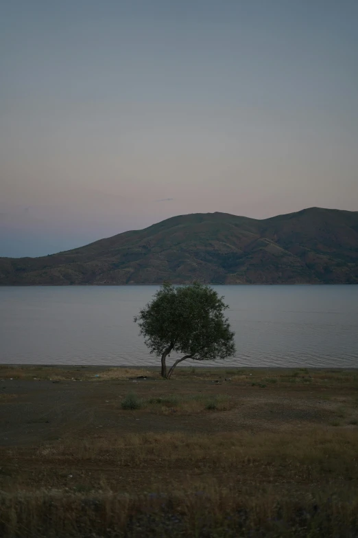 a lone tree sitting on the shore of a lake