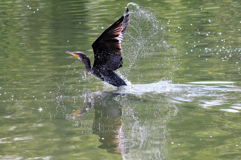 a bird is standing on his back feet while in the water